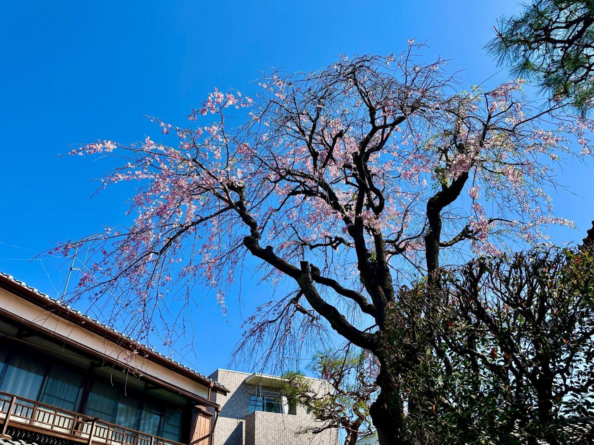 Family Or Business Travel 20 Percent Off丨200 Sqm 丨 14 Min To Shinjuku 丨century-Old Japanese Garden 丨3 Parking Spaces丨4 Bedrooms Tokyo Eksteriør billede